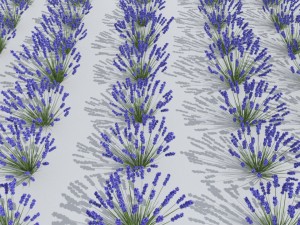 lavender plant 01 Modelo 3D
