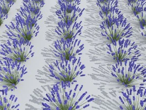 lavender plant 01 3D Model