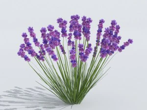 lavender plant 01 3D Model