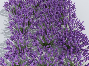 lavender plant 01 Modelo 3D