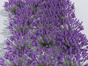 lavender plant 01 3D Model