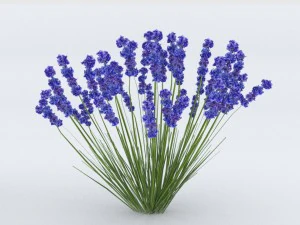 lavender plant 01 3D Model