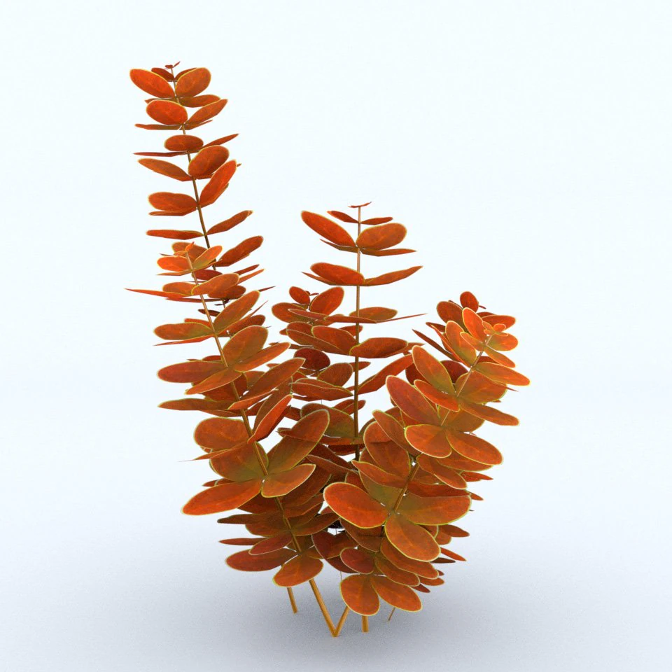 plant berberys orange 3D Model .c4d .max .obj .3ds .fbx .stl .blend