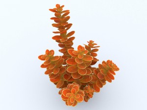 plant berberys orange Modello 3D