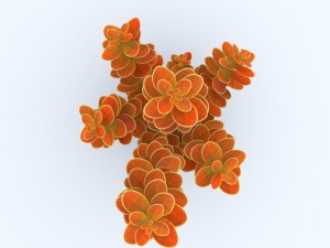 plant berberys orange Modello 3D