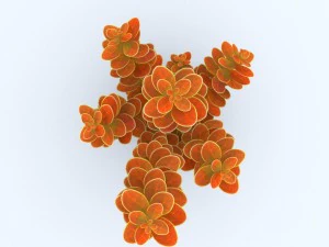 plant berberys orange 3D Model