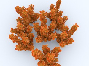 plant berberys orange Modello 3D