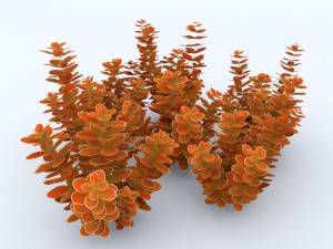 plant berberys orange Modello 3D