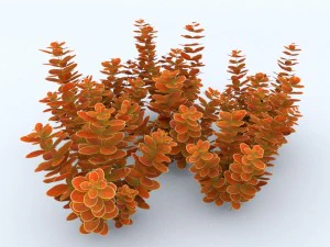 plant berberys orange 3D Model
