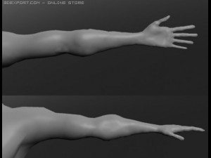 human 3D Модель
