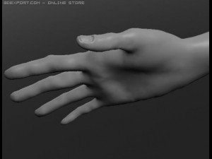 human 3D Модель