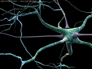 3d neurons Modelo 3D