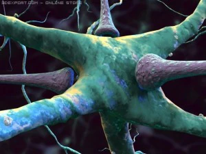 3d neurons 3D Model