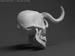 skull 3D Model