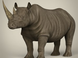 realistic rhinoceros Modello 3D
