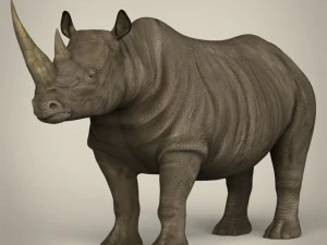 realistisches Nashorn 3D Modell