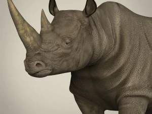realistic rhinoceros 3D Model
