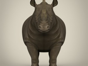 realistic rhinoceros 3Dモデル