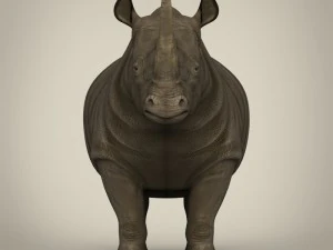 realistic rhinoceros 3D Model