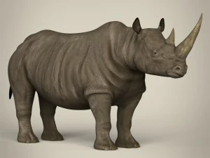 realistic rhinoceros 3D Model
