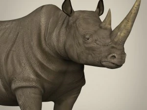 realistic rhinoceros 3D Model