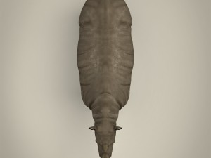 realistic rhinoceros 3Dモデル