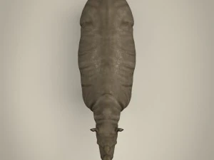 realistic rhinoceros 3D Model