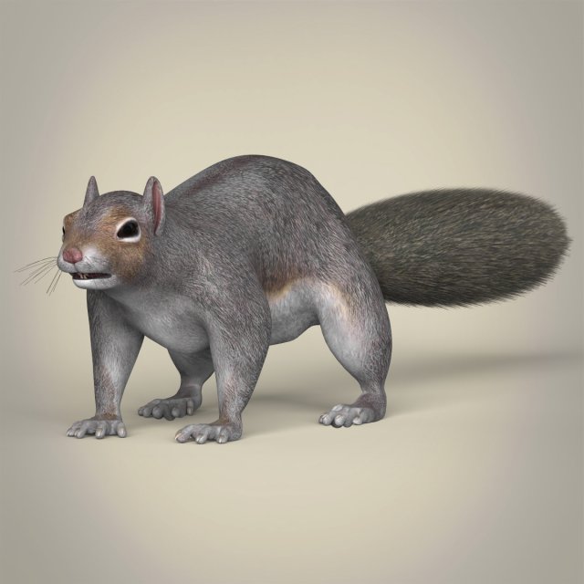 realistic squirrel Modelo 3D .c4d .max .obj .3ds .fbx .stl .blend 