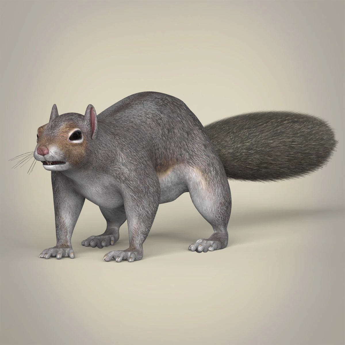 realistic squirrel 3D Model .c4d .max .obj .3ds .fbx .stl .blend 