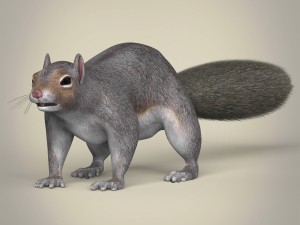 realistic squirrel Modello 3D
