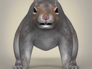 realistic squirrel Modelo 3D