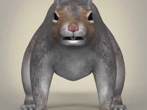 realistic squirrel 3D Model