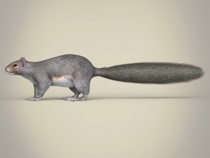 realistic squirrel Modelo 3D