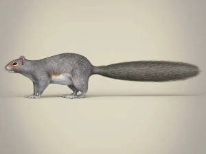 realistic squirrel 3D Model