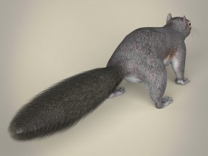realistic squirrel Modelo 3D
