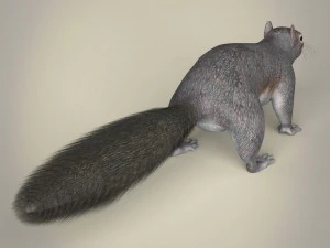realistic squirrel 3D Model
