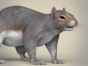 realistic squirrel 3D Model