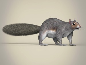 realistic squirrel Modelo 3D