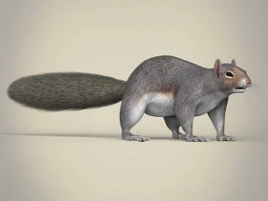 realistic squirrel 3D Model