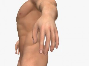 realistic muscular man 3D Model