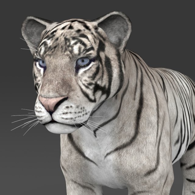 realistic white tiger 3D Model .c4d .max .obj .3ds .fbx .stl .blend 