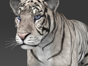 realistic white tiger 3D Model