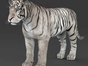 realistic white tiger 3D Model