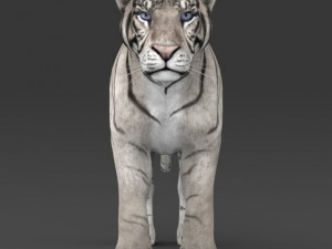 realistic white tiger 3D Model