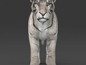 realistic white tiger 3D Model