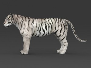 realistic white tiger 3D Model