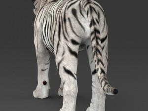 realistic white tiger 3D Model