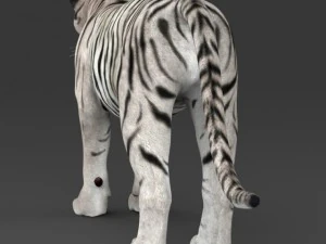 realistic white tiger 3D Model