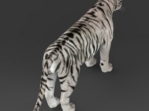 realistic white tiger 3D Model