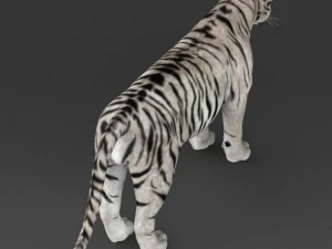realistic white tiger 3D Model